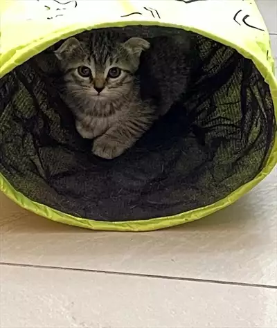  صورة 7 Scottish fold kitten 8 weeks old