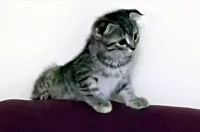  صورة 3 Scottish fold kitten 8 weeks old