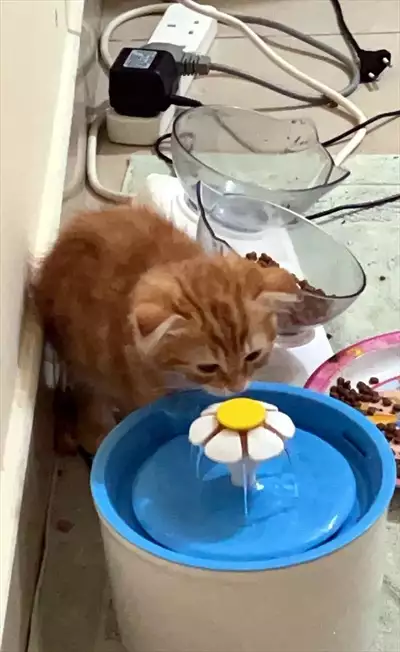  صورة 2 Scottish fold kitten 8 weeks old