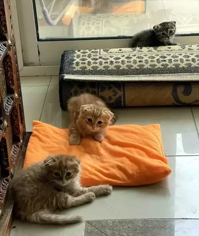  صورة 6 Scottish fold kitten 8 weeks old