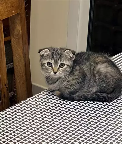  صورة 1 Scottish fold kitten 8 weeks old