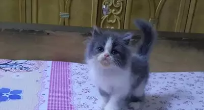  صورة 5 Fullfy beautiful playful Persian dollface bicolour panda male kitten