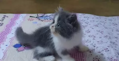  صورة 2 Fullfy beautiful playful Persian dollface bicolour panda male kitten