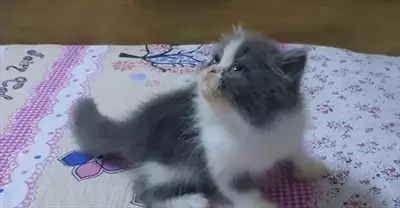  صورة 8 Fullfy beautiful playful Persian dollface bicolour panda male kitten