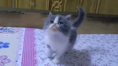  صورة 9 Fullfy beautiful playful Persian dollface bicolour panda male kitten