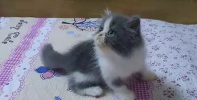  صورة 7 Fullfy beautiful playful Persian dollface bicolour panda male kitten