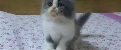  صورة 1 Fullfy beautiful playful Persian dollface bicolour panda male kitten