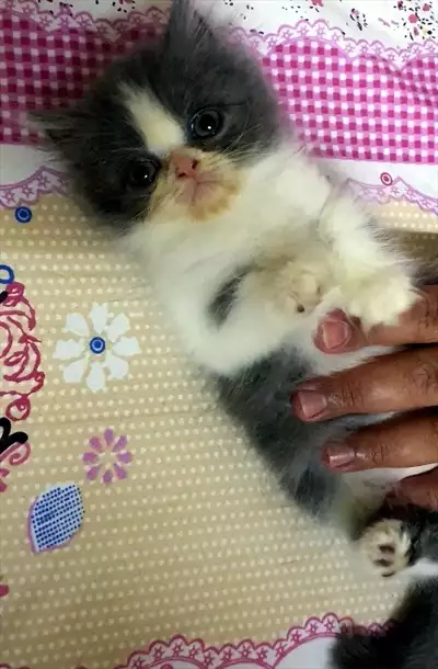  صورة 6 Fullfy beautiful playful Persian dollface bicolour panda male kitten