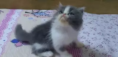  صورة 3 Fullfy beautiful playful Persian dollface bicolour panda male kitten