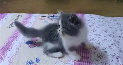  صورة 4 Fullfy beautiful playful Persian dollface bicolour panda male kitten