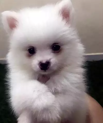  صورة 5 Top quality pomeranian puppy for sale