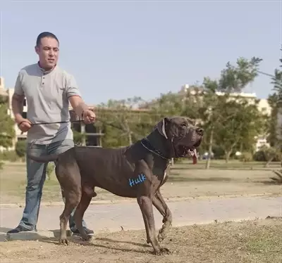  صورة 3 Great dane puppi