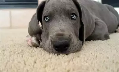  صورة 7 Great dane puppi