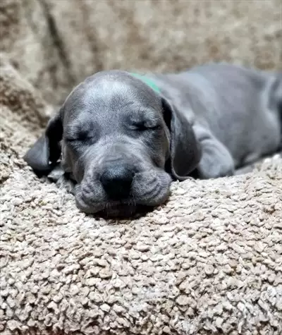  صورة 1 Great dane puppi