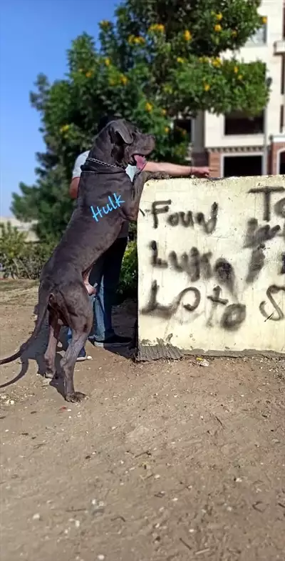  صورة 2 Great dane puppi