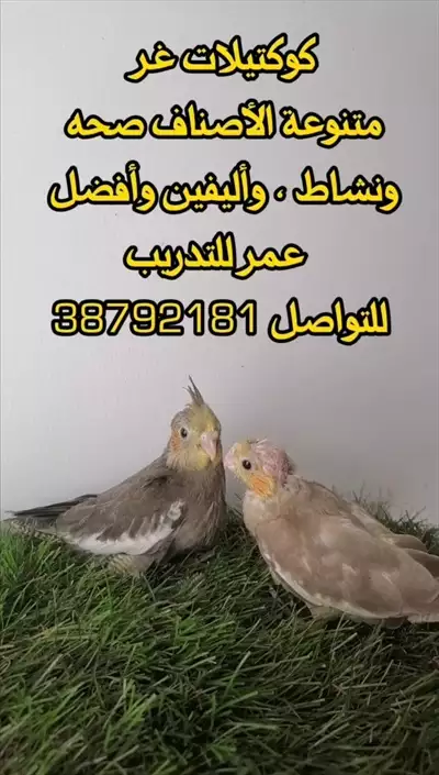  صورة 1 كوكتيلات غر