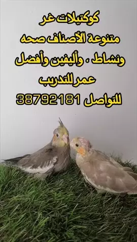 صورة - كوكتيلات غر