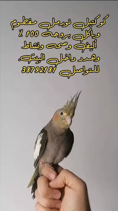  صورة 1 كوكتيل نورمل مفطوم وأليف