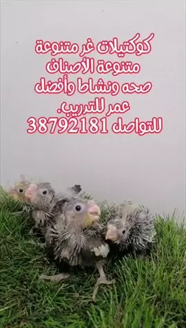 صورة - كوكتيلات غر متنوعة الأصناف