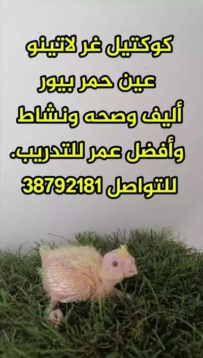  صورة 1 كوكتيل غر لاتينو عين حمر بيور