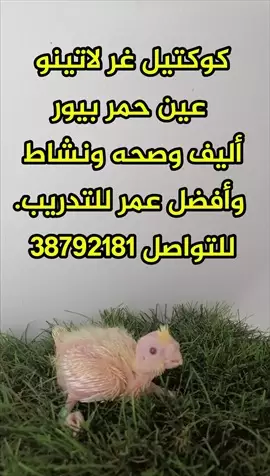 صورة - كوكتيل غر لاتينو عين حمر بيور