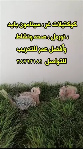 صورة - كوكتيلات غر متنوعة الأصناف إعلان 40058