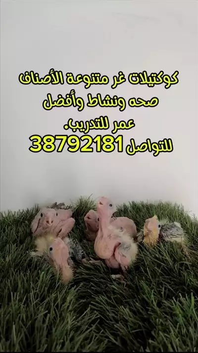  صورة 1 كوكتيلات غر متنوعة الأصناف إعلان 65019