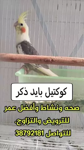 صورة - كوكتيل بايد بيور ذكر