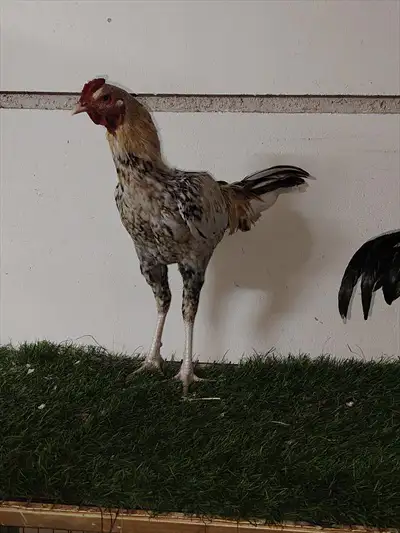 صورة 1 ديك باكستاني للبيع