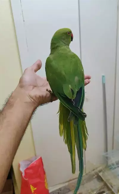  صورة 3 green parrot handtame دور اليف