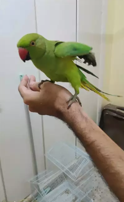  صورة 4 green parrot handtame دور اليف