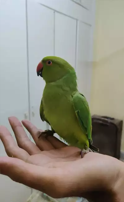  صورة 2 green parrot handtame دور اليف