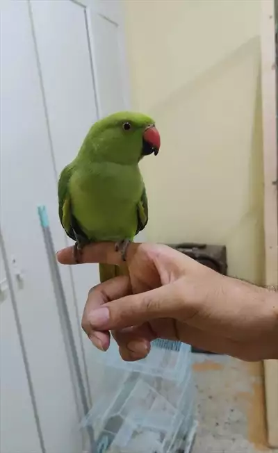  صورة 1 green parrot handtame دور اليف