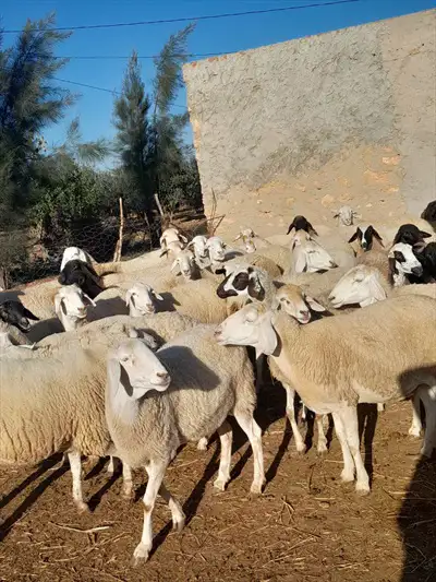  صورة 7 اغنام غربي و سردي سلالة عالية الجودة