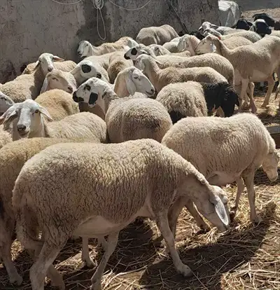  صورة 3 اغنام غربي و سردي سلالة عالية الجودة