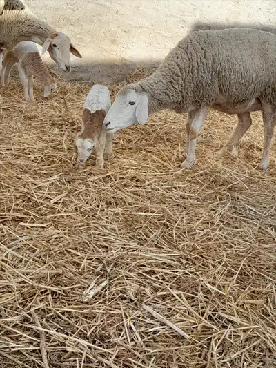  صورة 6 اغنام غربي و سردي سلالة عالية الجودة