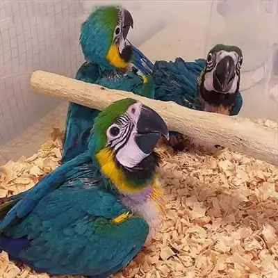  صورة 1 macaw parrot chicks WhatsApp971568830304