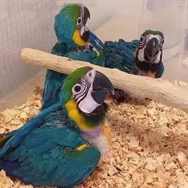 صورة - macaw parrot chicks WhatsApp971568830304