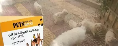  صورة 1 جراوي مالتيز امريكي