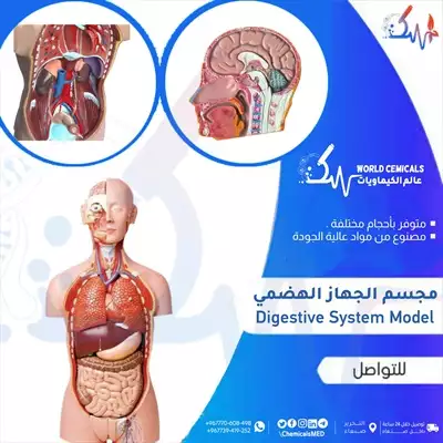  صورة 1 مجسمات تعليمية مجسم الجهاز الهضمي Digestive System Model