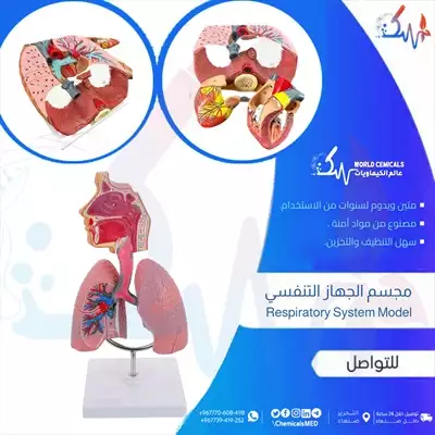  صورة 1 وسائل تعليمية ومجسمات مجسم الجهاز التنفسي Respiratory system model