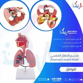 صورة - وسائل تعليمية ومجسمات مجسم الجهاز التنفسي Respiratory system model