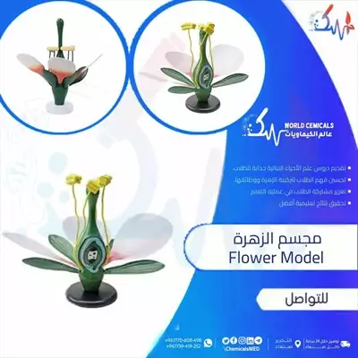  صورة 1 وسائل تعليمية ومجسمات مجسم الزهرة Flower Model