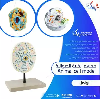  صورة 1 مجسم الخلية الحيوانية Animal Cell Model