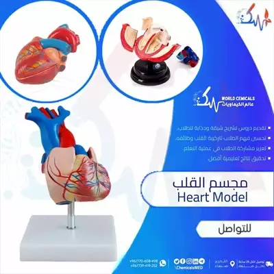  صورة 1 وسائل تعليمية ومجسمات للبيع مجسم القلب Heart Model