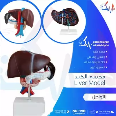  صورة 1 مجسمات ووسائل تعليمية ومستلزمات واجهزة طبية في اليمن مجسم الكبد Liver Model