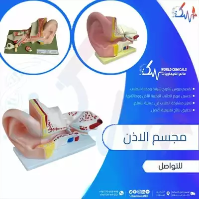  صورة 1 وسائل تعليمية ومجسمات مجسم الاذن التعليمي Ear Educational