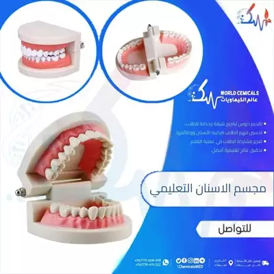  صورة 1 وسائل تعليمية ومجسمات مجسم الاسنان Dental Model