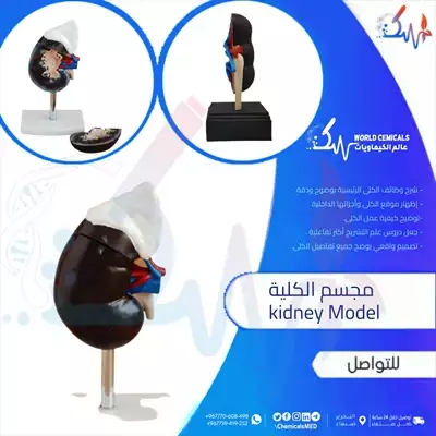  صورة 1 مجسم الكلى Kidney Model