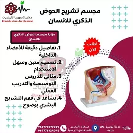 صورة - احصل الآن على مجسم تشريح الحوض الذكري التعليمي الأعلى دقة من مخازن الجمهورية للكيماويات اليمن صنعاء